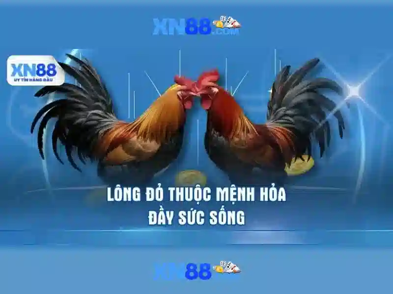 Giới thiệu về xn88\n