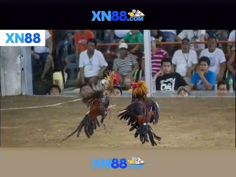 Các sản phẩm và dịch vụ của nhập code xn88