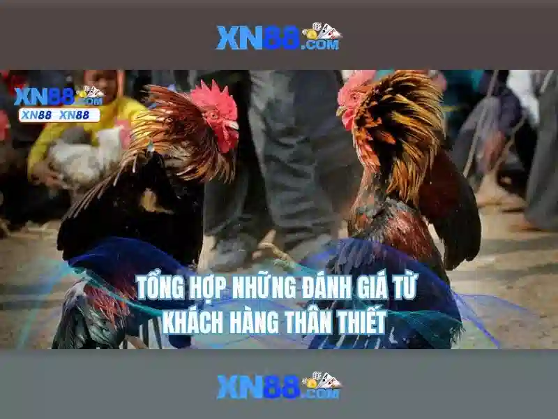 xn88: Khái niệm và những đặc điểm nổi bật