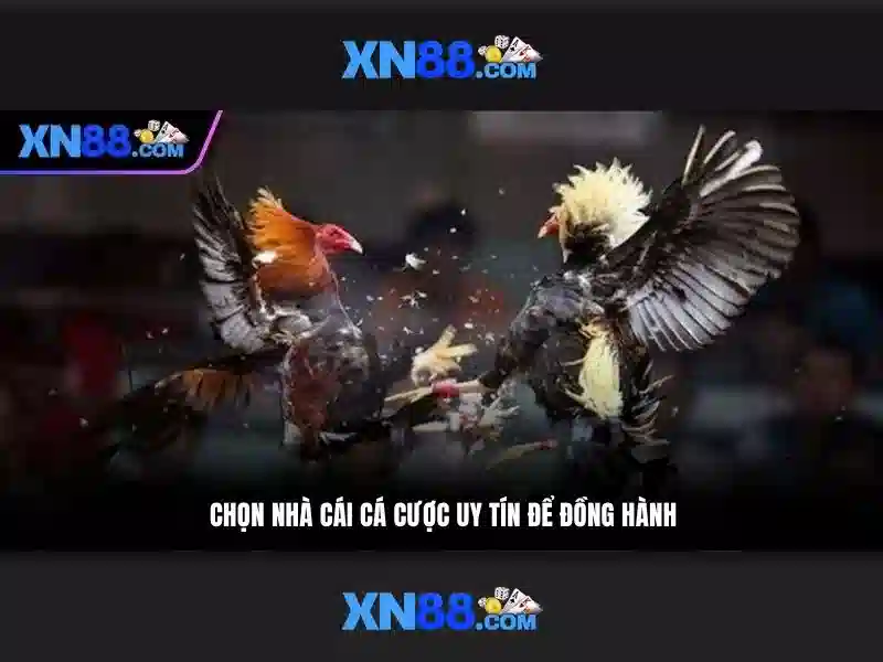 Lịch sử và nguồn gốc của xn88