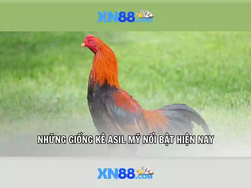 Xn88: Khám phá nền tảng giải trí và cá cược trực tuyến