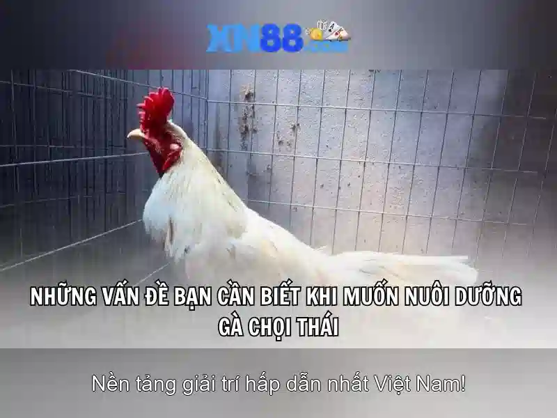 xn88: Tổng quan về nền tảng và cơ hội giải trí