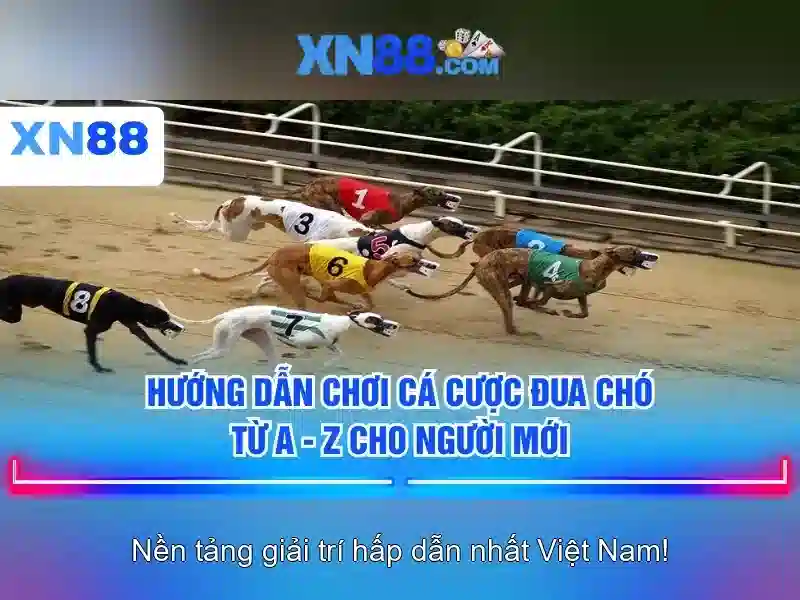 XN88: Nền tảng cược trực tuyến an toàn và hiện đại