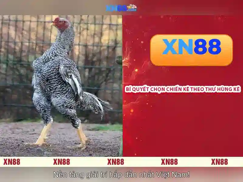 Tính năng và cách chơi\n