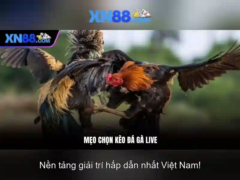 Xn88: Tổng quan về nền tảng giải trí và cược trực tuyến