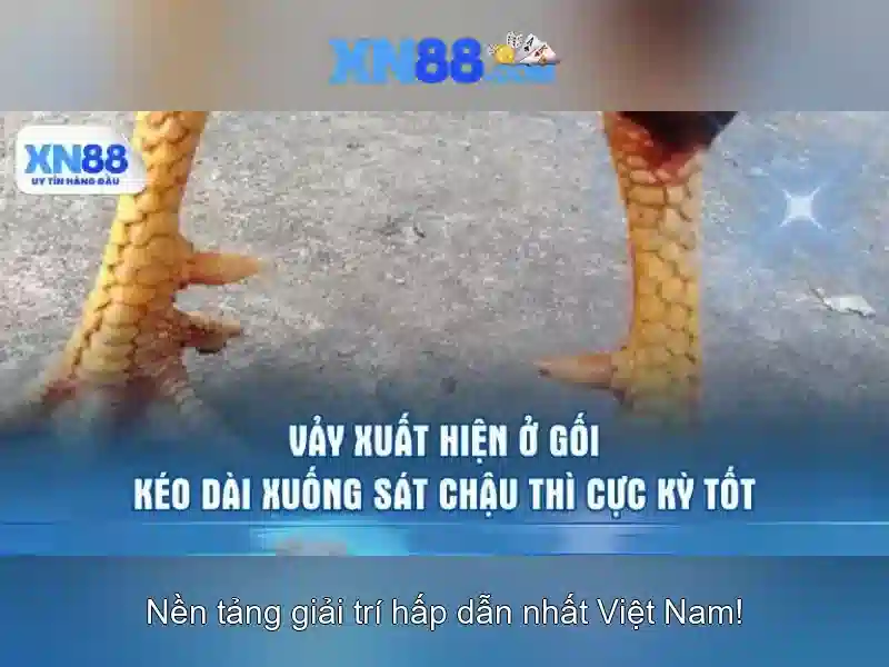Nền tảng và công nghệ